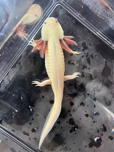 Male Dirty Dark Gill Leucistic Axolotl Nina's Axolotl Nursery