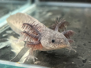 Axanthic Axolotl Juvie Nina's Axolotl Nursery