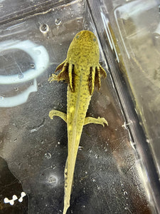 GFP Mosaic Wild type Axolotl Nina's Axolotl Nursery