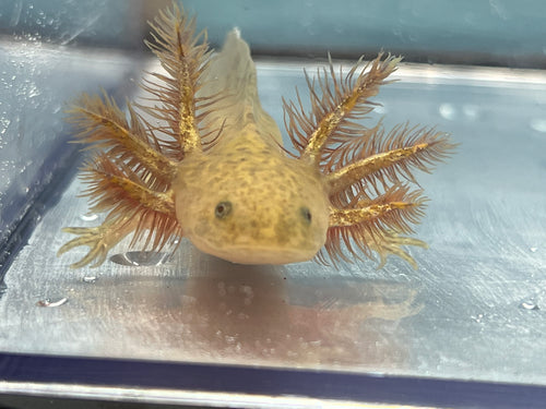 Copper Axolotl Nina's Axolotl Nursery