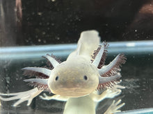 Load image into Gallery viewer, Melanoid Axolotl Juvie Nina&#39;s Axolotl Nursery
