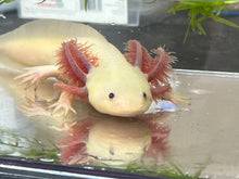 Load image into Gallery viewer, MALE RLG Copper Melanoid Luecistic Axolotl Nina&#39;s Axolotl Nursery
