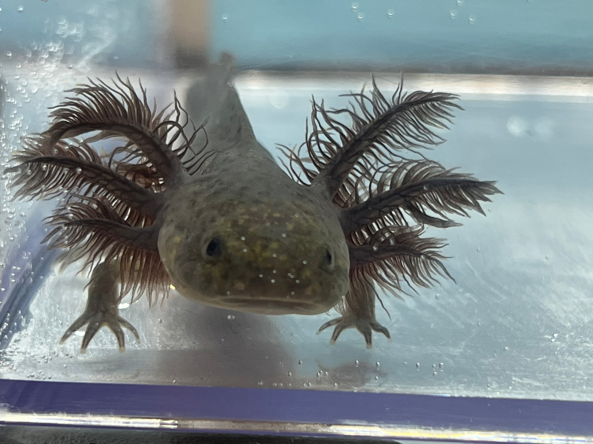 Melanoid Axolotl dark Nina s Axolotl Nursery melanoid-axolotl-dark-nina-s-axolotl-nursery