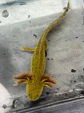 Load image into Gallery viewer, Hypomelanistic Axolotl Nina&#39;s Axolotl Nursery
