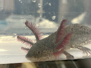RLG Wild Nina's Axolotl Nursery