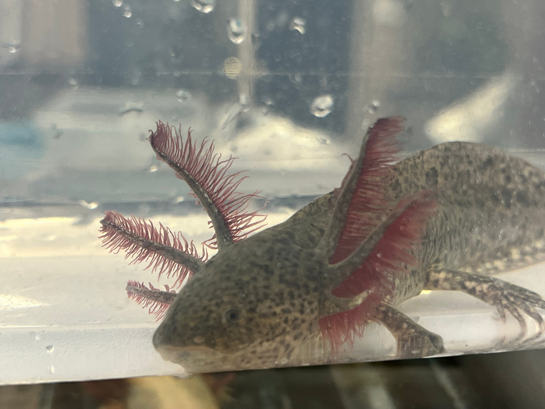 RLG Wild Nina's Axolotl Nursery