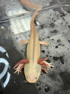 Dirty Dark Gill Leucistic (presumed female) Nina's Axolotl Nursery