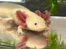 Load image into Gallery viewer, MALE RLG Copper Melanoid Luecistic Axolotl Nina&#39;s Axolotl Nursery
