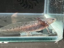 Load image into Gallery viewer, Axanthic Axolotl Juvie Nina&#39;s Axolotl Nursery
