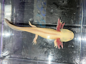 Male Dark Gill Leucistic with Iridophores Nina's Axolotl Nursery