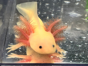 GFP Dwarf Leucistic Axolotl Nina's Axolotl Nursery