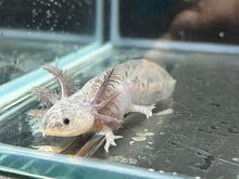 Load image into Gallery viewer, Axanthic Axolotl Juvie Nina&#39;s Axolotl Nursery
