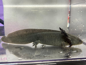 Melanoid Axolotl Male Nina's Axolotl Nursery