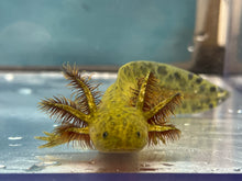 Load image into Gallery viewer, Hypomelanistic Axolotl Nina&#39;s Axolotl Nursery
