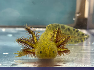 Hypomelanistic Axolotl Nina's Axolotl Nursery