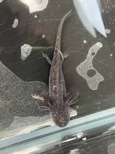 Axanthic Axolotl Juvie Nina's Axolotl Nursery