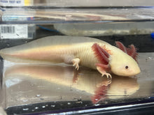 Load image into Gallery viewer, MALE RLG Copper Melanoid Luecistic Axolotl Nina&#39;s Axolotl Nursery
