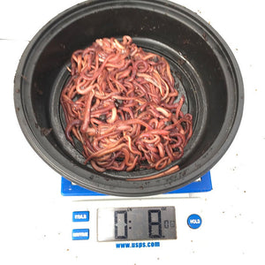 Axolotl Worms for Food ( Red Wiggler Mix) FREE SHIPPING Nina's Axolotl Nursery
