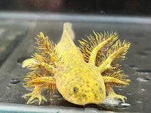 Load image into Gallery viewer, Wild Axolotl Juvie Nina&#39;s Axolotl Nursery
