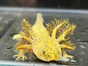 Wild Axolotl Juvie Nina's Axolotl Nursery