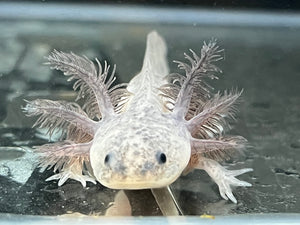 Axanthic Axolotl Juvie Nina's Axolotl Nursery