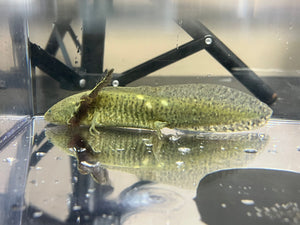 GFP Mosaic Wild type Axolotl Nina's Axolotl Nursery