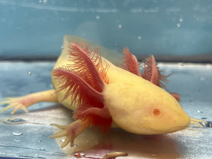 Melanoid Albino Axolotl Nina's Axolotl Nursery