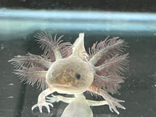 Load image into Gallery viewer, Melanoid Axolotl Juvie Nina&#39;s Axolotl Nursery

