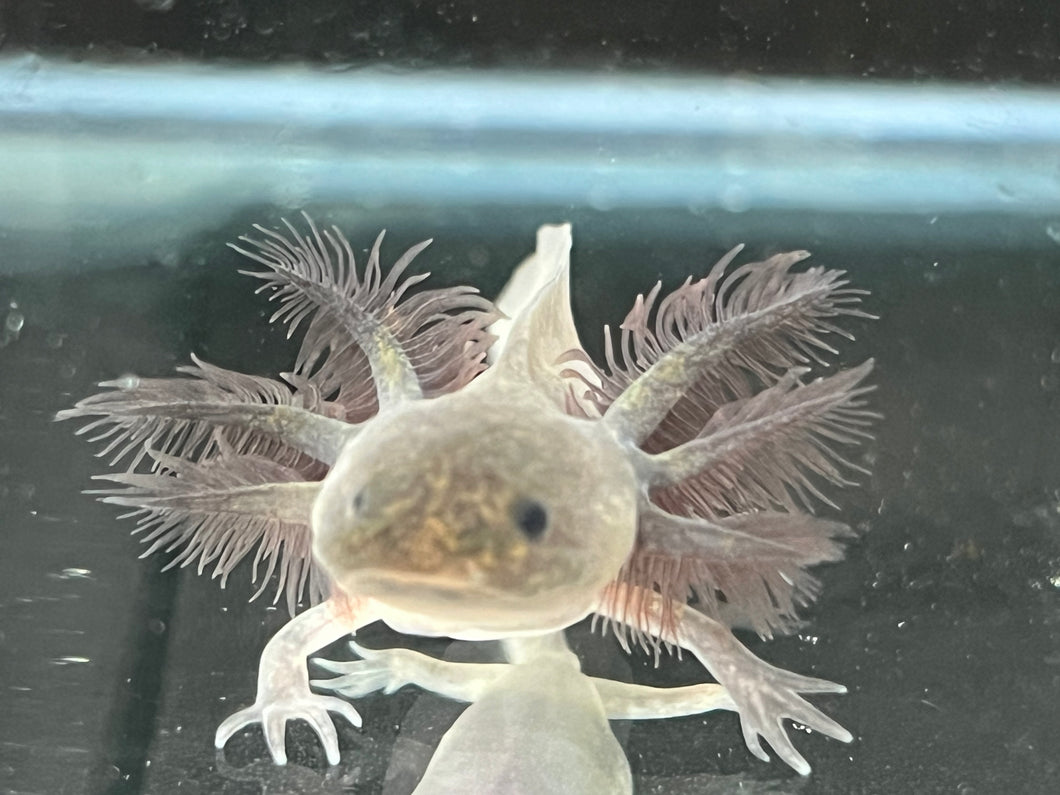 Melanoid Axolotl Juvie Nina's Axolotl Nursery