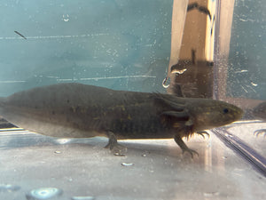 Melanoid Axolotl Nina's Axolotl Nursery