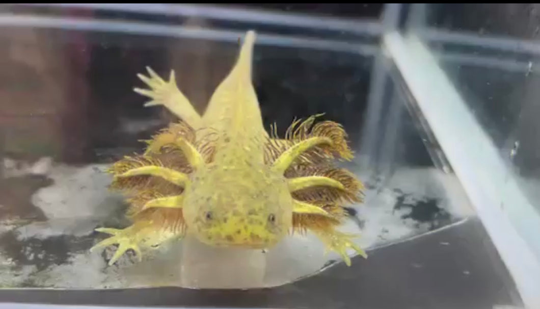 Wild subtle mosaic het hypo starburst Nina's Axolotl Nursery