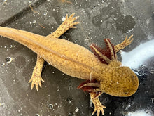 Load image into Gallery viewer, Copper presumed female Nina&#39;s Axolotl Nursery
