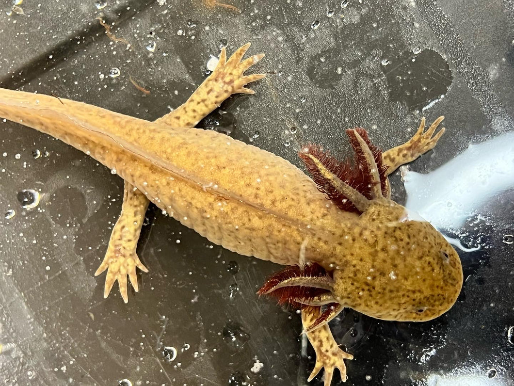 Copper presumed female Nina's Axolotl Nursery