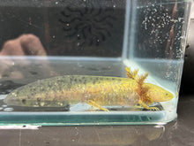 Load image into Gallery viewer, Wild Axolotl Juvie Nina&#39;s Axolotl Nursery
