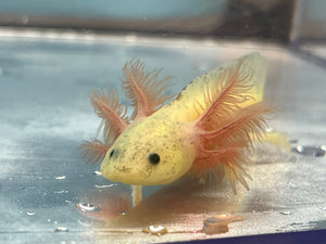 GFP Dirty Leucistic Axolotl Nina's Axolotl Nursery