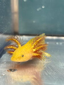 Hypomelanistic Copper Axolotl Nina's Axolotl Nursery
