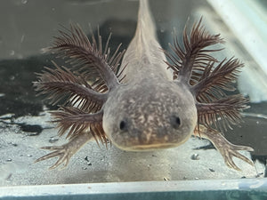 Axanthic Melanoid Axolotl Juvie Nina's Axolotl Nursery