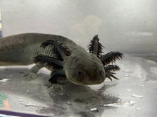 Load image into Gallery viewer, Melanoid Axolotl Male Nina&#39;s Axolotl Nursery
