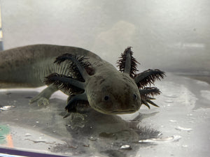 Melanoid Axolotl Male Nina's Axolotl Nursery