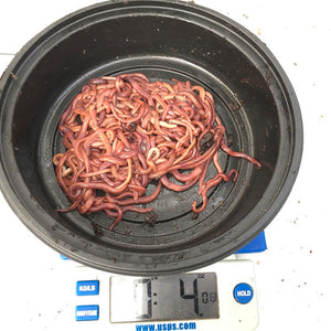 Axolotl Worms for Food ( Red Wiggler Mix) FREE SHIPPING Nina's Axolotl Nursery