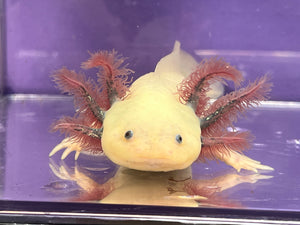 Male Dark Gill Leucistic with Iridophores Nina's Axolotl Nursery