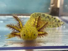 Load image into Gallery viewer, Hypomelanistic Axolotl Nina&#39;s Axolotl Nursery
