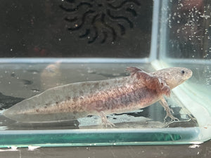 Axanthic Axolotl Juvie Nina's Axolotl Nursery