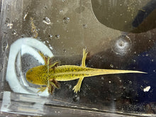 Load image into Gallery viewer, GFP Wild Type Axolotl Nina&#39;s Axolotl Nursery
