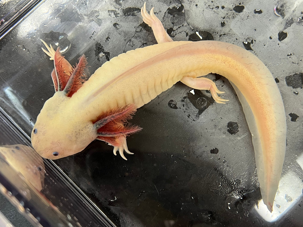 Male Dirty Dark Gill Leucistic Axolotl Nina's Axolotl Nursery