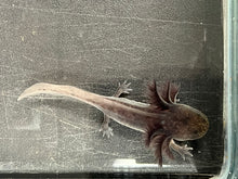 Load image into Gallery viewer, Melanoid Axolotl Juvie Nina&#39;s Axolotl Nursery
