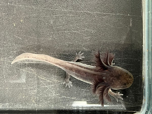 Melanoid Axolotl Juvie Nina's Axolotl Nursery
