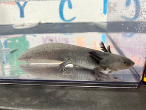 Light Melanoid Nina's Axolotl Nursery