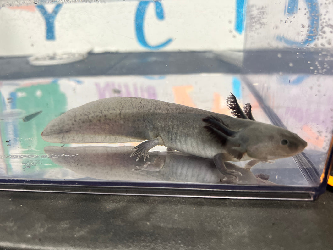 Light Melanoid Nina's Axolotl Nursery