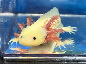 Gfp Melanoid Luecistic Axolotl Nina's Axolotl Nursery